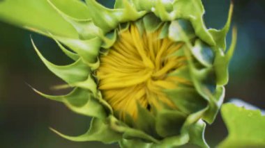 Olgunlaşmamış ayçiçeği (Helianthus annuus) rüzgarda sallar. Close. El yapımı ateş etme. 4k video