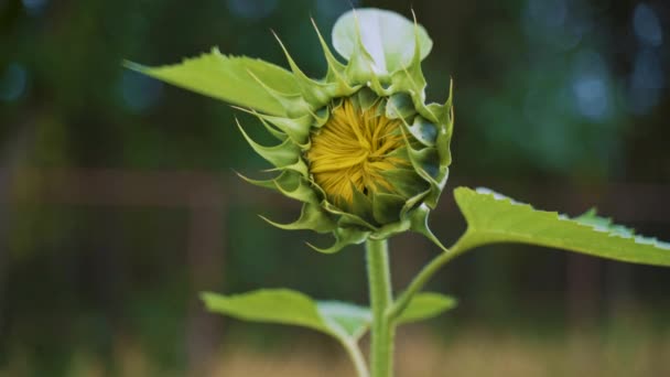 Girasole Acerba Helianthus Annuus Primo Piano Sparatoria Mano Video — Video Stock