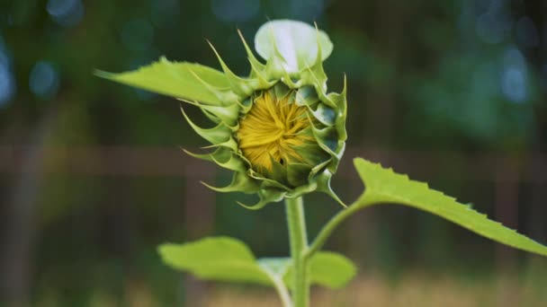 Bunga Matahari Yang Belum Matang Helianthus Annuus Close Tembakan Genggam — Stok Video
