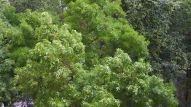 Fırtınanın baskısı altında yaprak döken orman. Yağmurlu bir günde rüzgarda sallanan ağaçlar.