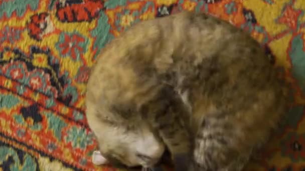 Kobieta Rui Kot Kołysze Się Podłodze Naturalne Zachowanie Zwierząt — Wideo stockowe