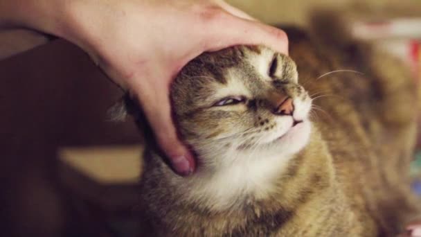 Mädchen Streichelt Eine Gestreifte Katze Lustiges Gesicht Haustier Nahaufnahme — Stockvideo