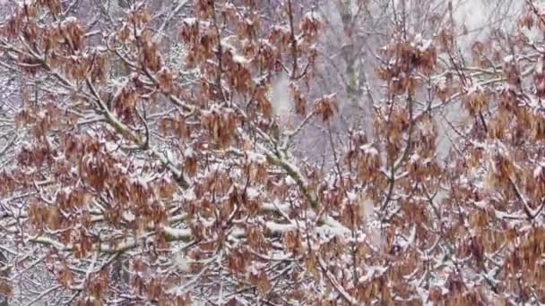 Schneesturm Schneefall Auf Den Bäumen Einem Wintertag Windiges Wetter Winterlicher — Stockvideo