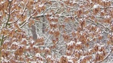 Kar fırtınası. Bir kış günü ağaçlara kar yağıyor. Rüzgarlı bir hava. Şehir kış arkaplanı
