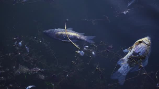 Twee Dode Vissen Drijven Het Oppervlak Van Het Water Waterverontreiniging — Stockvideo