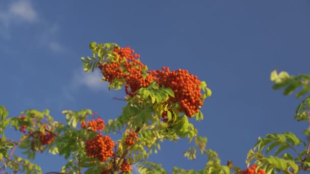 Европейский Гребень Ветки Кучей Красных Спелых Ягод Sorbus Aucuparia Дерево — стоковое видео