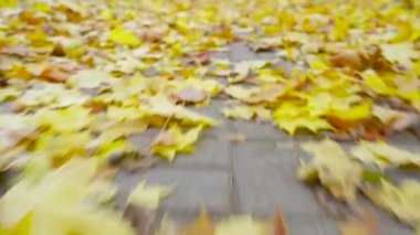 Düşen sarı akçaağaç yaprakları asfaltta yatıyor. Sonbahar sezonu. Sonbaharda park et. Mevsim değişimi konsepti