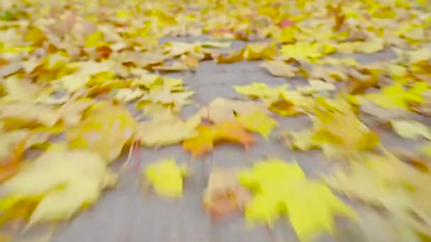 Упавшая Жёлтая Кленовая Листва Лежит Тротуаре Осенний Сезон Парк Осенью — стоковое видео