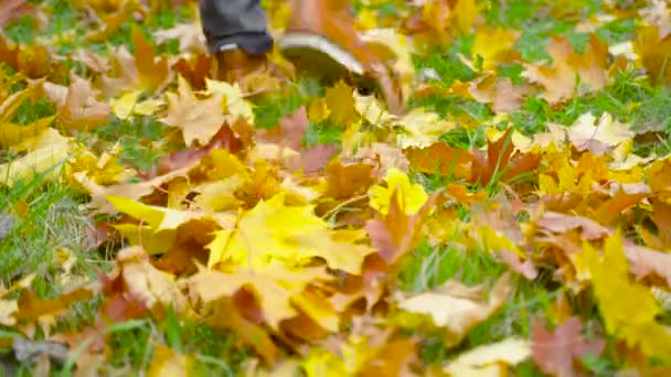 Man Leather Shoes Walking Park Beautiful Autumn Landscape Colorful Foliage — Stock Video