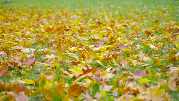 落ちた黄色のカエデの葉は緑の草の上にあります 秋だ秋の公園 季節変更の概念 — ストック動画