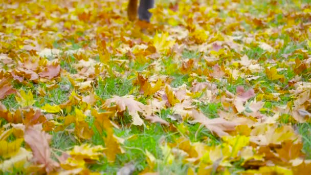 Een Jongeman Leren Schoenen Rent Gevallen Bladeren Parkeer Herfst Openlucht — Stockvideo