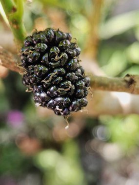 Olgun bir böğürtlenin parlak siyah rengini ve eşsiz dokusunu vurgulayan yakın plan görüntüsü. Bulanık arka plan canlı bir doğal ortam ortaya çıkarıyor, tazelik ve doğa hissi uyandırıyor..