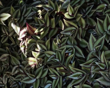 Yumuşak ışıkla vurgulanmış karmaşık desenli yeşil yaprakların yakın çekimi. Bu bitkiye mor lambari denir, yeşilin tonlarında değişen yaprakları, çizgileri ve mor alt kısımları göstermektedir..