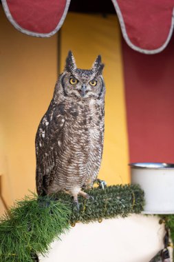 Boynuzlu baykuş tünekte dinlenirken benzersiz özelliklerini gösteriyor.