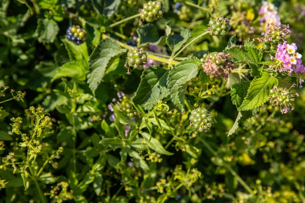 Bereketli yeşil bitki örtüsünün, canlı yeşil meyvelerin ve kır çiçeklerinin, böğürtlenlerin ortasında.