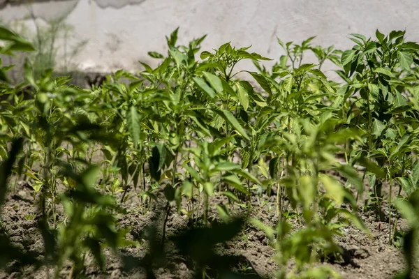Taze Yeşil Biber Bitkileri Güneşli Bahçe Yatağında Büyüyor