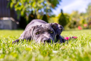 Sevimli 2 aylık Cane Corso Puppy Portresi. Yüksek kalite 4k görüntü