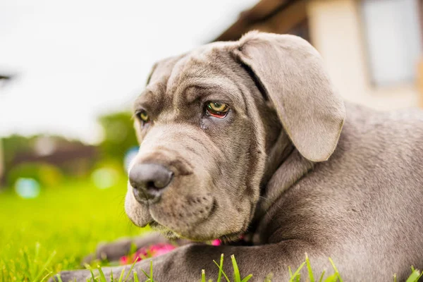 Sevimli 2 aylık Cane Corso Puppy Portresi. Yüksek kalite 4k görüntü