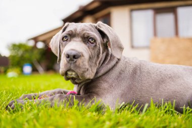 Sevimli 2 aylık Cane Corso Puppy Portresi. Yüksek kalite 4k görüntü
