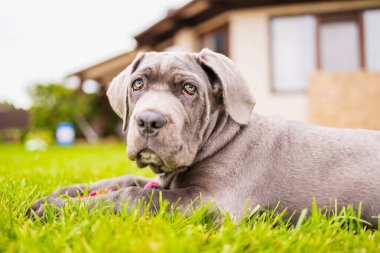 Sevimli 2 aylık Cane Corso Puppy Portresi. Yüksek kalite 4k görüntü