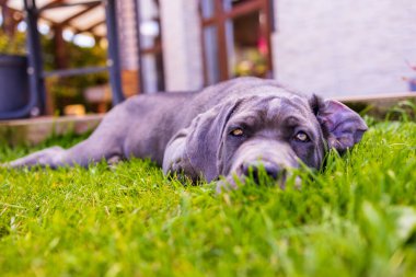 Sevimli 2 aylık Cane Corso Puppy Portresi. Yüksek kalite 4k görüntü