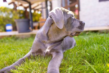 Sevimli 2 aylık Cane Corso Puppy Portresi. Yüksek kalite 4k görüntü