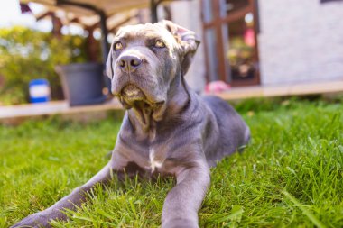 Sevimli 2 aylık Cane Corso Puppy Portresi. Yüksek kalite 4k görüntü