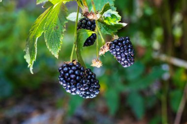 Olgun Böğürtlenler Yeşil Yaprakların Arasında Bir Çalılıkta Büyüyorlar. Yüksek kalite fotoğraf