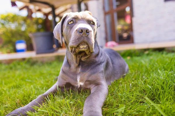 Sevimli 2 aylık Cane Corso Puppy Portresi. Yüksek kalite 4k görüntü