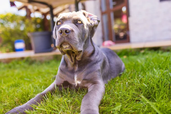 Sevimli 2 aylık Cane Corso Puppy Portresi. Yüksek kalite 4k görüntü
