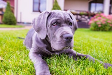 Sevimli 2 aylık Cane Corso Puppy Portresi. Yüksek kalite 4k görüntü