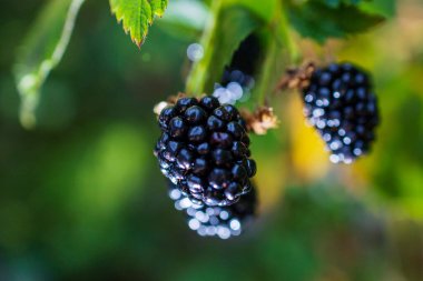 Olgun Böğürtlenler Yeşil Yaprakların Arasında Bir Çalılıkta Büyüyorlar. Yüksek kalite fotoğraf
