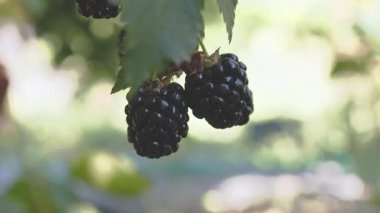 Olgun Böğürtlenler Yeşil Yaprakların Arasında Bir Çalılıkta Büyüyorlar. Yüksek kalite fotoğraf