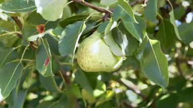 Ripe Pear Hanging on a Tree Branch. High quality 4k footage
