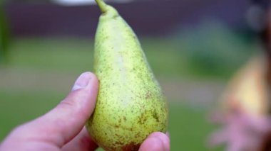 Ripe Pear Hanging on a Tree Branch. High quality 4k footage
