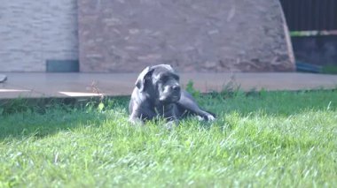 Sevimli 2 aylık Cane Corso Puppy Portresi. Yüksek kalite 4k görüntü