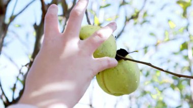 Ağaç dalında sallanan olgun elma. Yüksek kalite fotoğraf