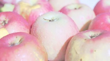 Ağaç dalında sallanan olgun elma. Yüksek kalite fotoğraf