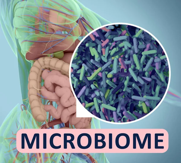 Gut bacteria microbiome microscopic illustration. 3D illustration. 3D image.