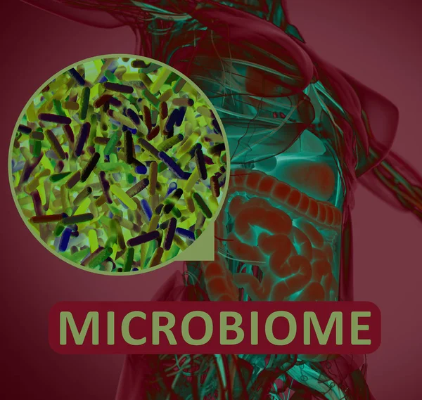 Illustration Microscopique Microbiome Des Bactéries Intestinales Illustration Image — Photo