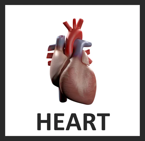 Γραφική απεικόνιση της καρδιάς. Ανατομική εικόνα της καρδιάς σε λευκό φόντο. — Φωτογραφία Αρχείου