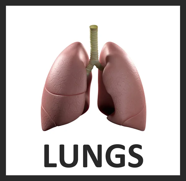 Lungen-Infografik. Anatomisches Symbol der Lungen auf weißem Hintergrund. — Stockfoto