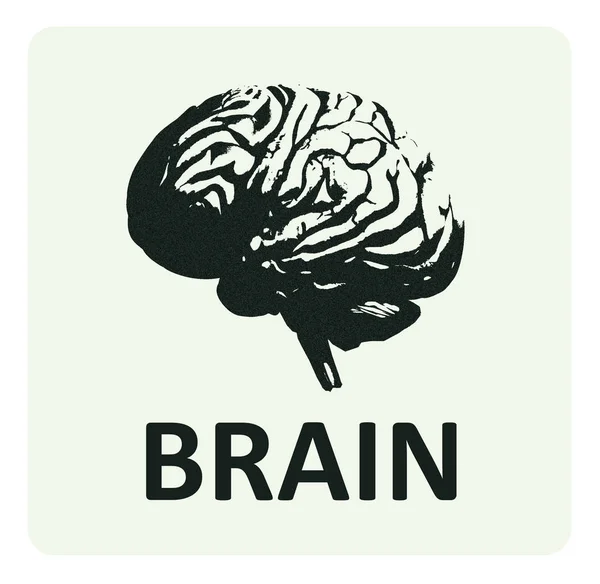 Infografika mózgu. Anatomiczne ikona mózg na białym tle. — Zdjęcie stockowe