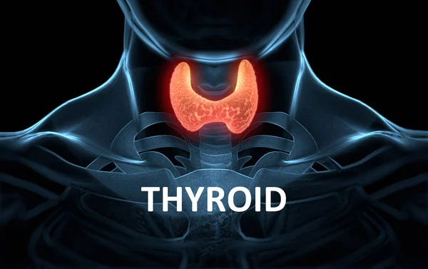 Thyroid gland inside human body. Glowing red. 3D illustration.