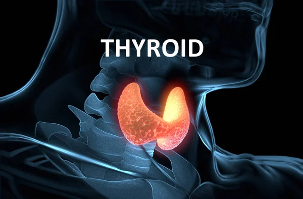 Thyroid gland inside human body. Glowing red. 3D illustration.