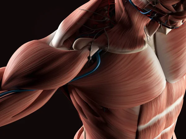 Muscular anatomy illustration of a male torso. 3D illustration