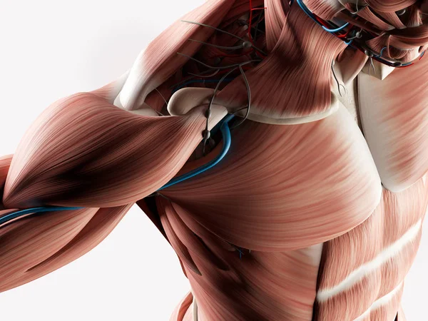 Muskulöse Anatomie Illustration Eines Männlichen Oberkörpers Illustration — Stockfoto
