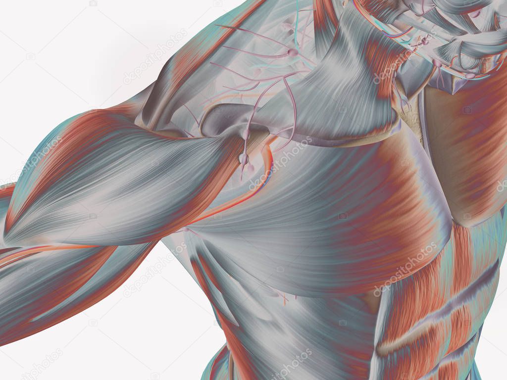 Muscular anatomy illustration of a male torso. 3D illustration