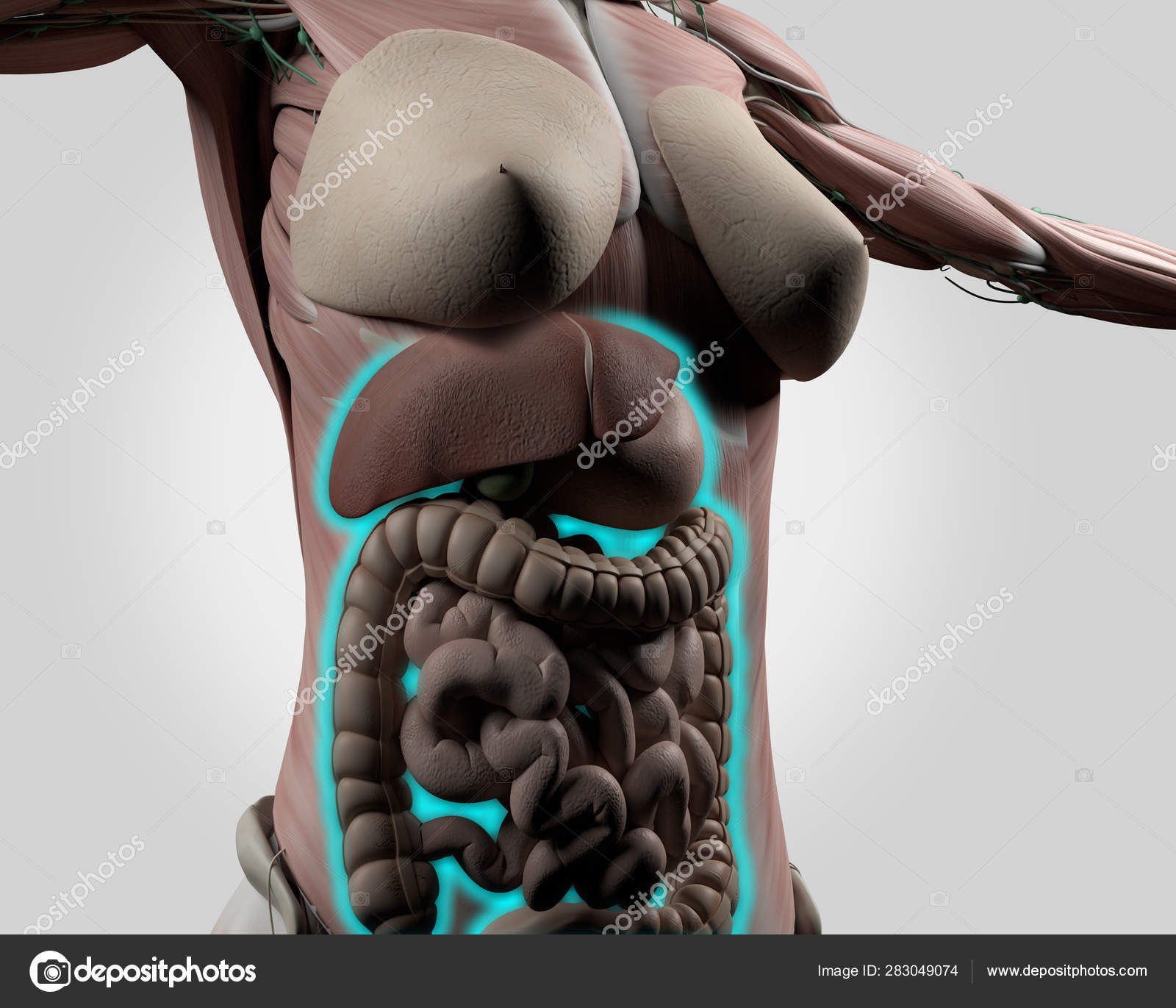 女体 解剖 女性の腹部解剖学 消化管 3Dイラスト — ストック写真 © AnatomyInsider #283049074
