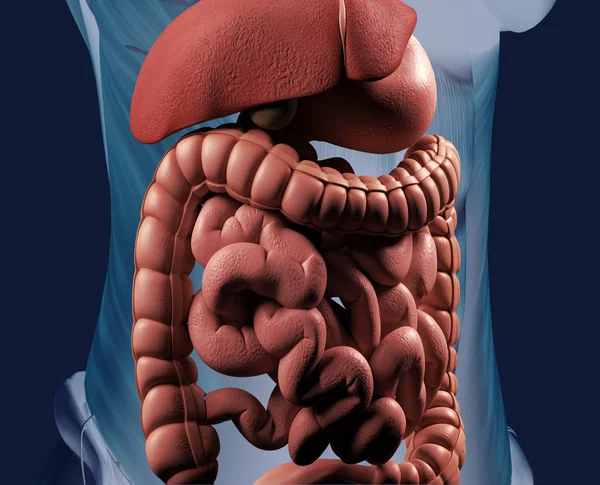 Kobiece Anatomia Brzucha Przewodu Pokarmowego Ilustracja — Zdjęcie stockowe